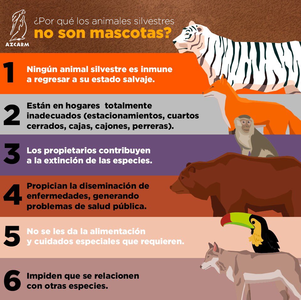 azcarmx's tweet photo. En febrero presentamos junto con @BayardoRosi una iniciativa en @Mx_Diputados para reformar la #LGVS
Urge regular el comercio de animales silvestres y combatir su tráfico ilegal que sigue incrementando.
Hagamos consciencia los animales silvestres #NoSonMascotas
#SOSfaunasilvestre https://t.co/QJBdoOf93X