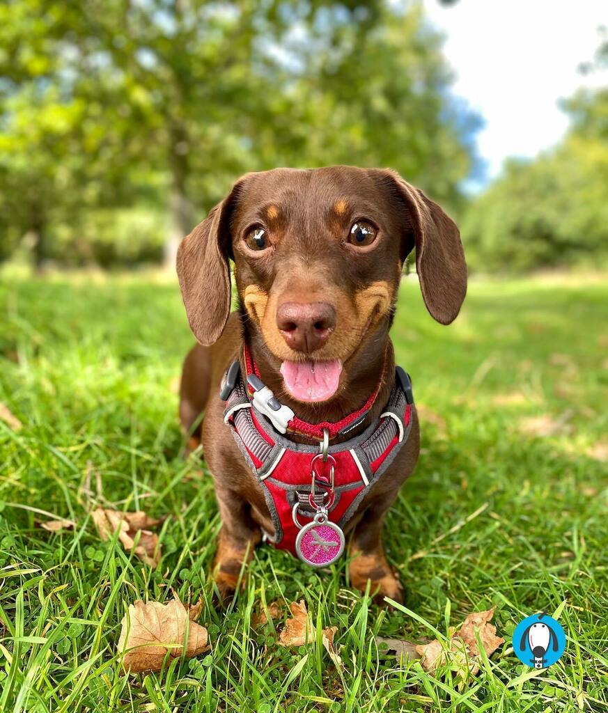 olliespetcare's tweet photo. Sunny Autumn walks accompanied by my lil sidekick, Penny! ☺️☀️🍂🐾
•
#autumn #sunnyireland #dachshundsmile #minidachshund #sausagedog #boop #smile #tot #doxielove #irishdachshund #chocolatedachshund #irishdogs #dogsofdublin #reddingo #nature #autumnwal… https://t.co/CgWWyaRI10 https://t.co/V3LTXB0zgV