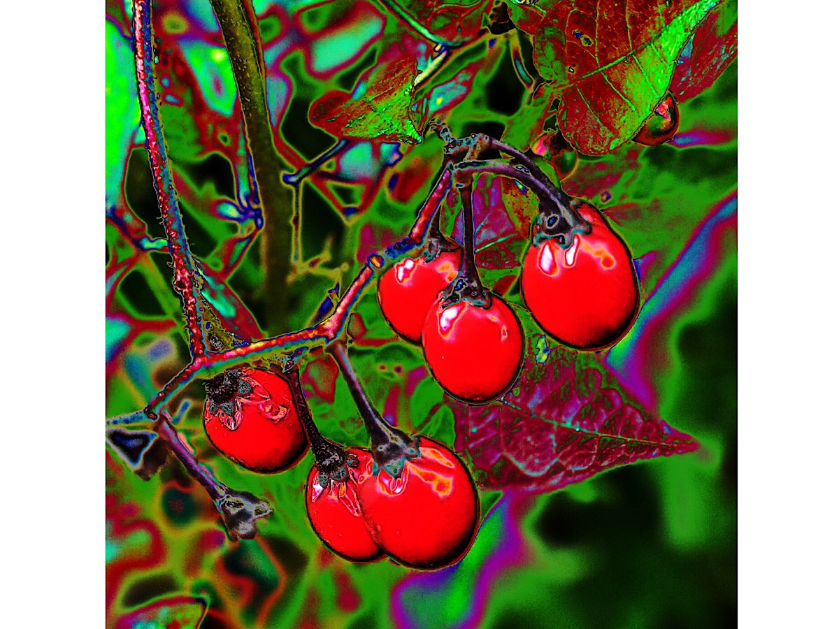 SevernWatch's tweet photo. Wishing all my twitter followers a berry merry evening
#berrymerry #psychedelic
and thank you for your follow and likes. Itโs appreciated. https://t.co/IGuqK1bHjF