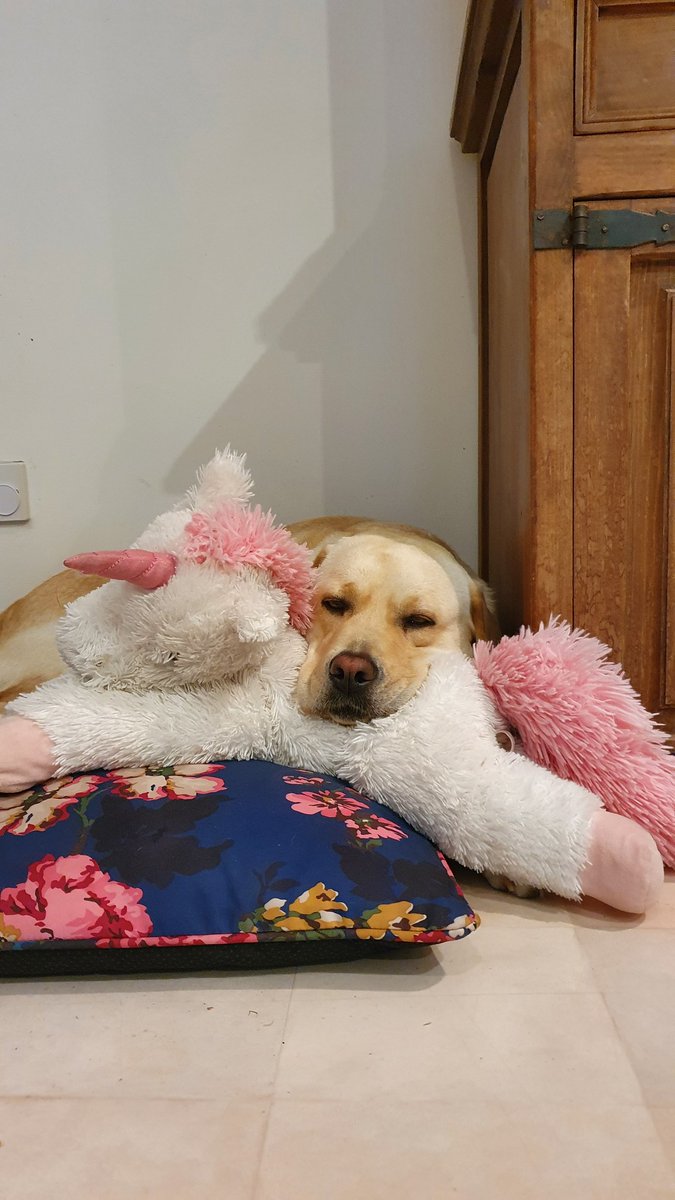 joules_the_lab's tweet photo. @poppydoggles @Lushlabs @Joulesclothing Me've got 3 🤪. Someone in this household clearly has a problem and its not me. https://t.co/H0ZlBN0CDC
