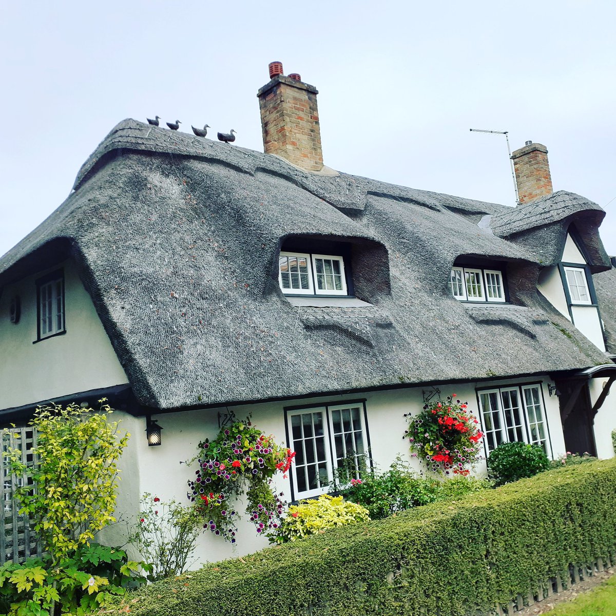 Pass this lovely cottage every day. Rare to see a thatch with ducks.
#visitengland #visitbritain #photosofbritain #lovegreatbritain #loveofcountryhouses #mybritain #bestukpics #topukphoto
#cottagestyle #thatchedcottages #england #house #uk #picoftheday #Photography #wfh
