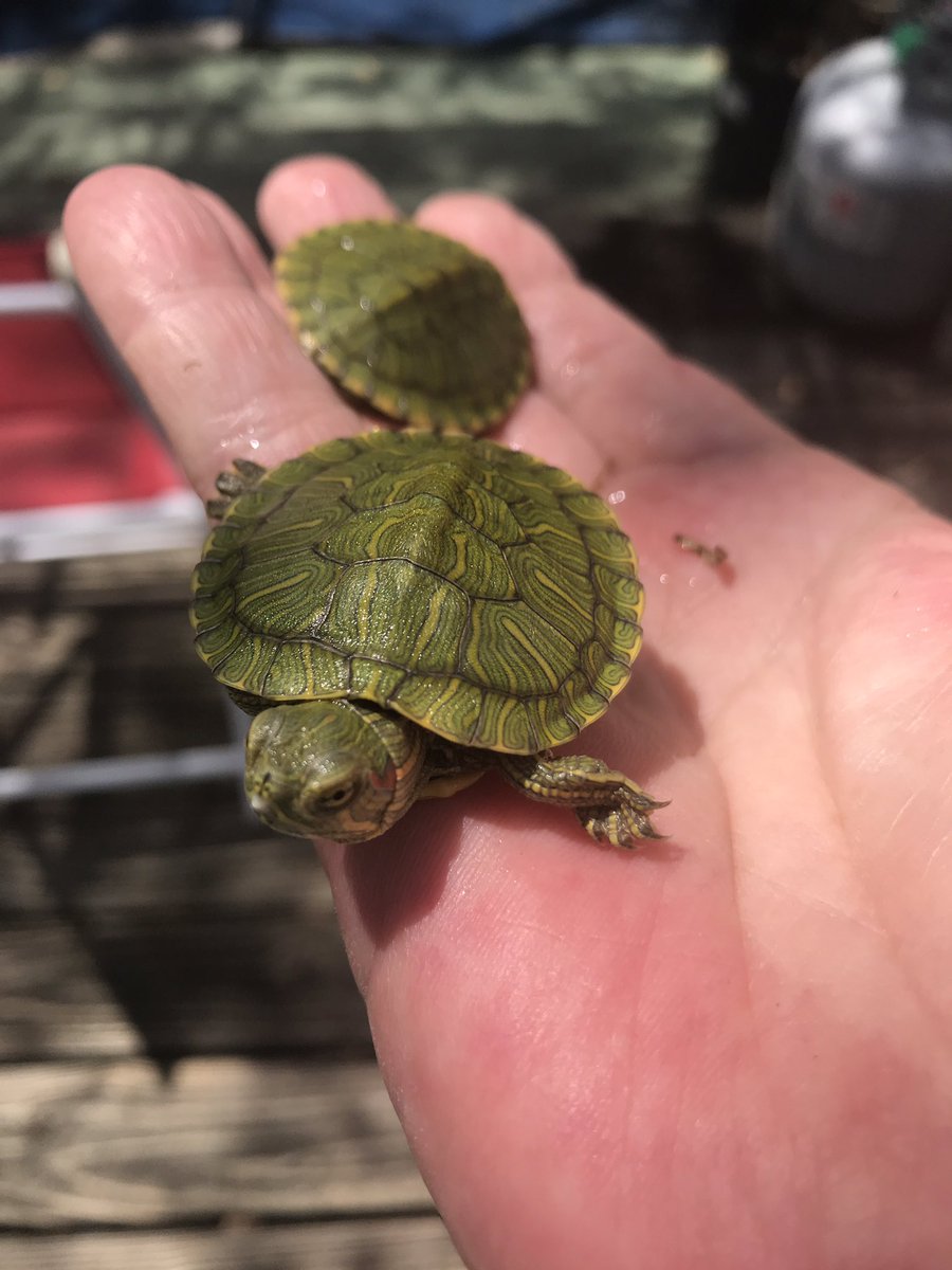 AlicePegg's tweet photo. #redearedbabyturtles https://t.co/pcuRuJXqGQ