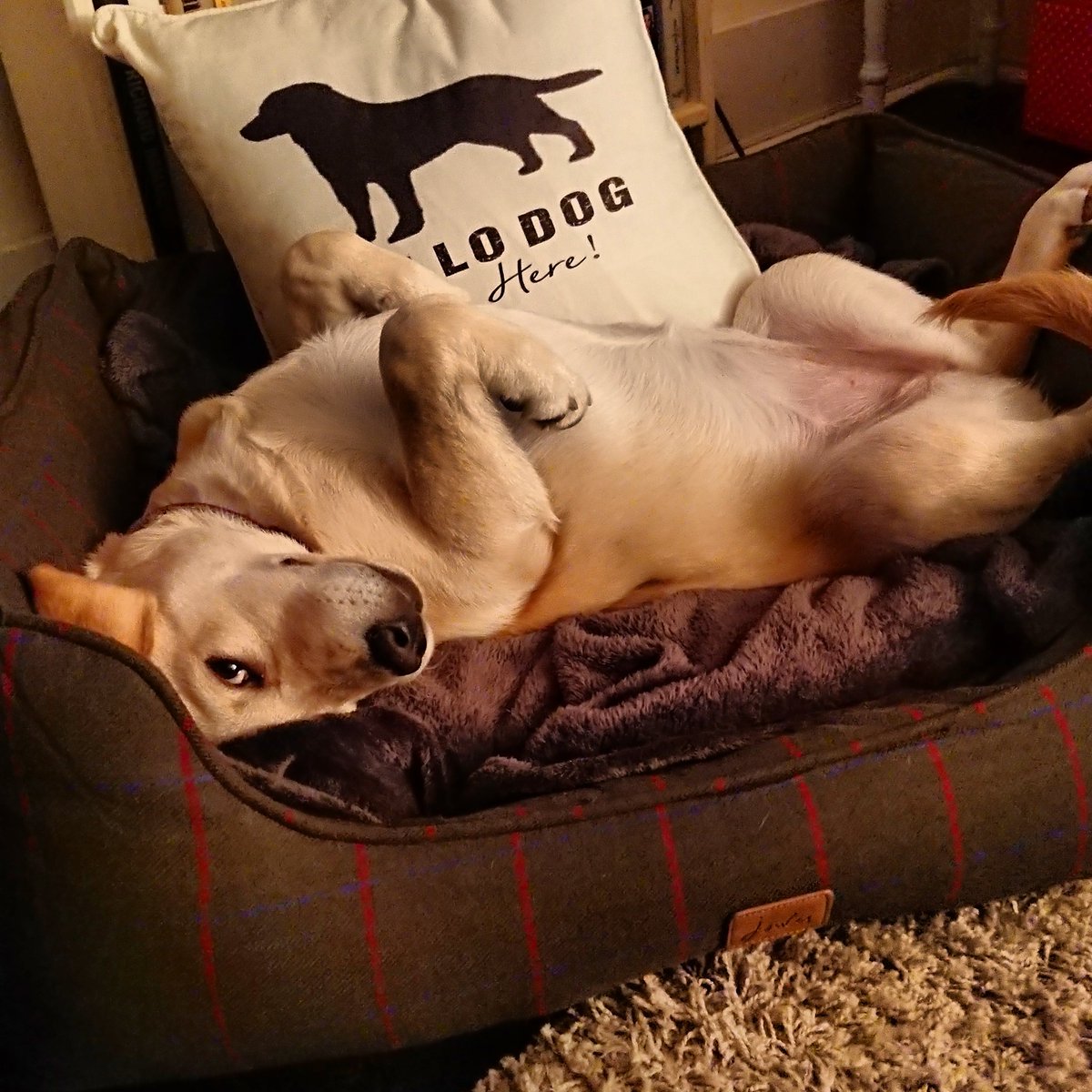 joules_the_lab's tweet photo. @poppydoggles @Lushlabs @Joulesclothing Me've got 3 🤪. Someone in this household clearly has a problem and its not me. https://t.co/H0ZlBN0CDC
