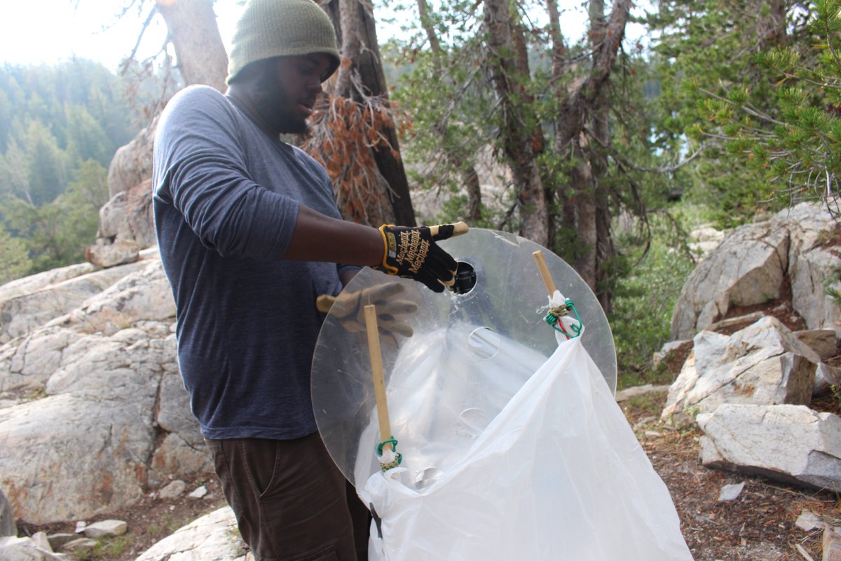 Hi, my name is Kwasi Wrensford ( @kwasiscientific), and I'm a graduate student at UC Berkeley with  @berkeleyIB and the @UCBMVZ. I study ecology and animal behavior in the context of environmental change, working primarily with rodents and other small mammals.