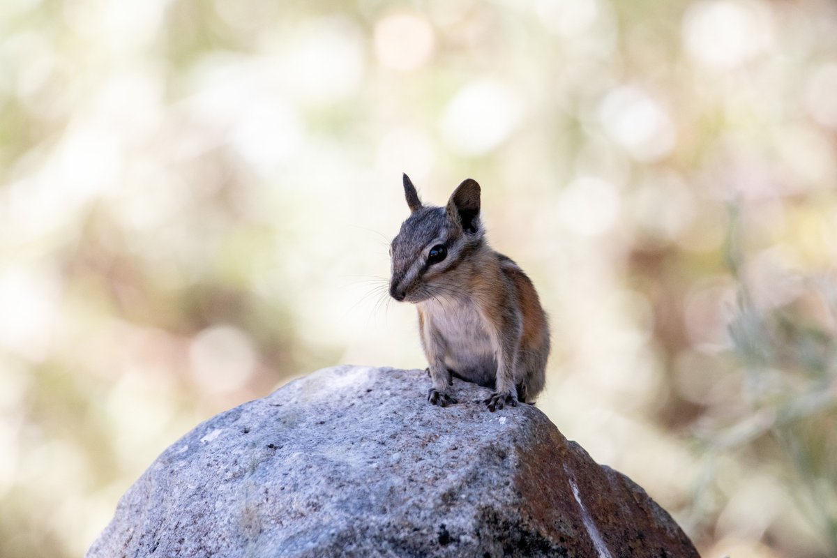 Currently I study two species of chipmunk in the Sierra Nevada range of California, so my research requires a lot of field work. To survey my study populations and collect data, I hike out to my field sites, camp for a little bit, and set some Sherman live traps.