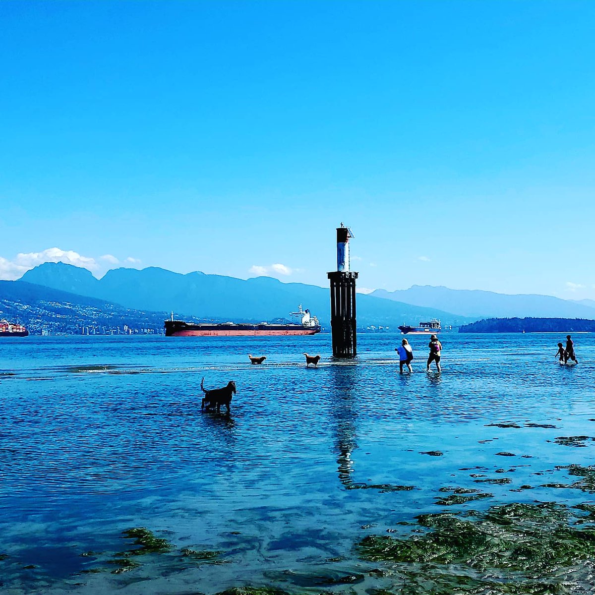PippinOscar's tweet photo. Samra ... Peace ... Bond ... Water ... Dog https://t.co/GyoApLuqea