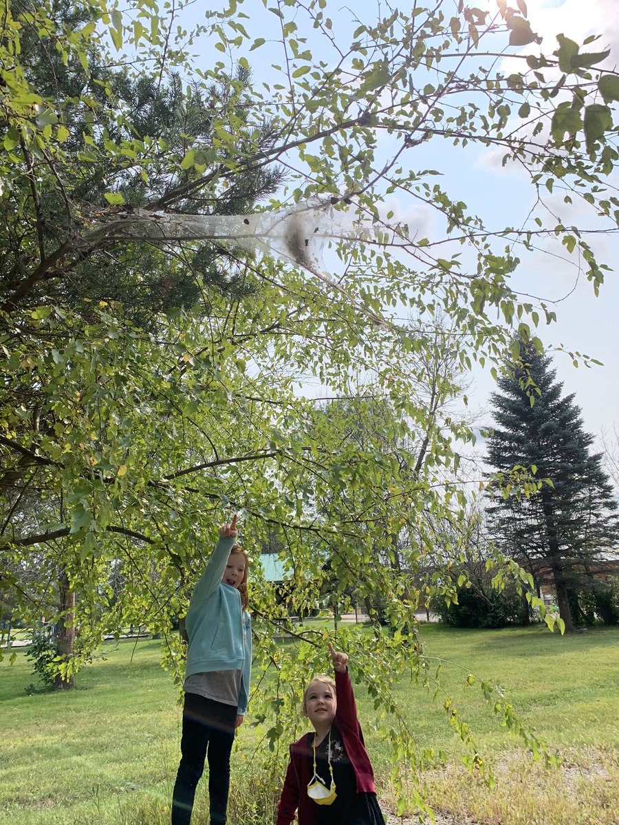 RachelRock18's tweet photo. Finding items in nature that we are curious about and then discussing as a group what that object is! Can you see the web in the tree? What do you think it is? #inquirybasedlearning absolutely love exploring nature with the JK/SK’s 🙌🏻 @Balaclava_HWDSB https://t.co/J8p4g9Lsmu