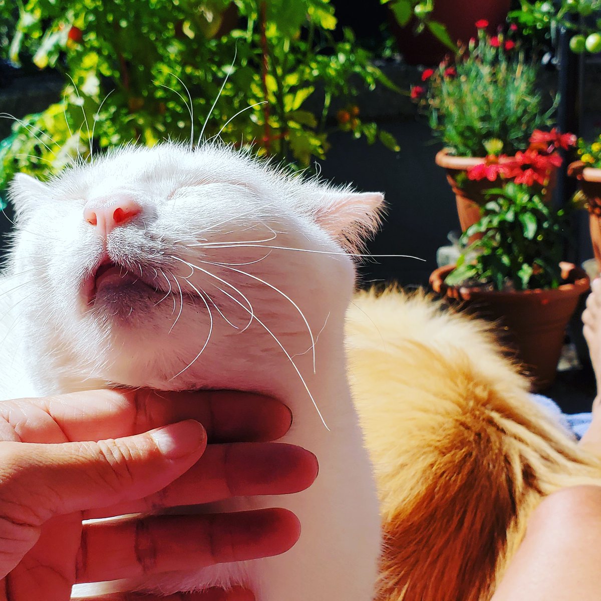 PippinOscar's tweet photo. Summer Peace Bonds https://t.co/RfEvHCOyXG