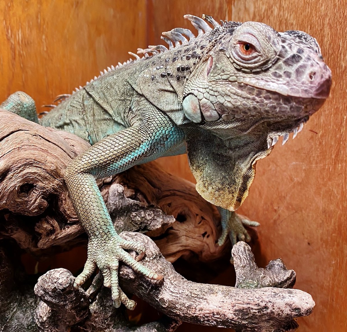 CPW_SE's tweet photo. The new #RangerStation is out! Read about Miles the Iguana and how it ended up at Eleven Mile State Park and other wild tales from Darcy Mount and @COParksWildlife parks. https://t.co/VbIhedWZrA https://t.co/phFZYdZ7rv