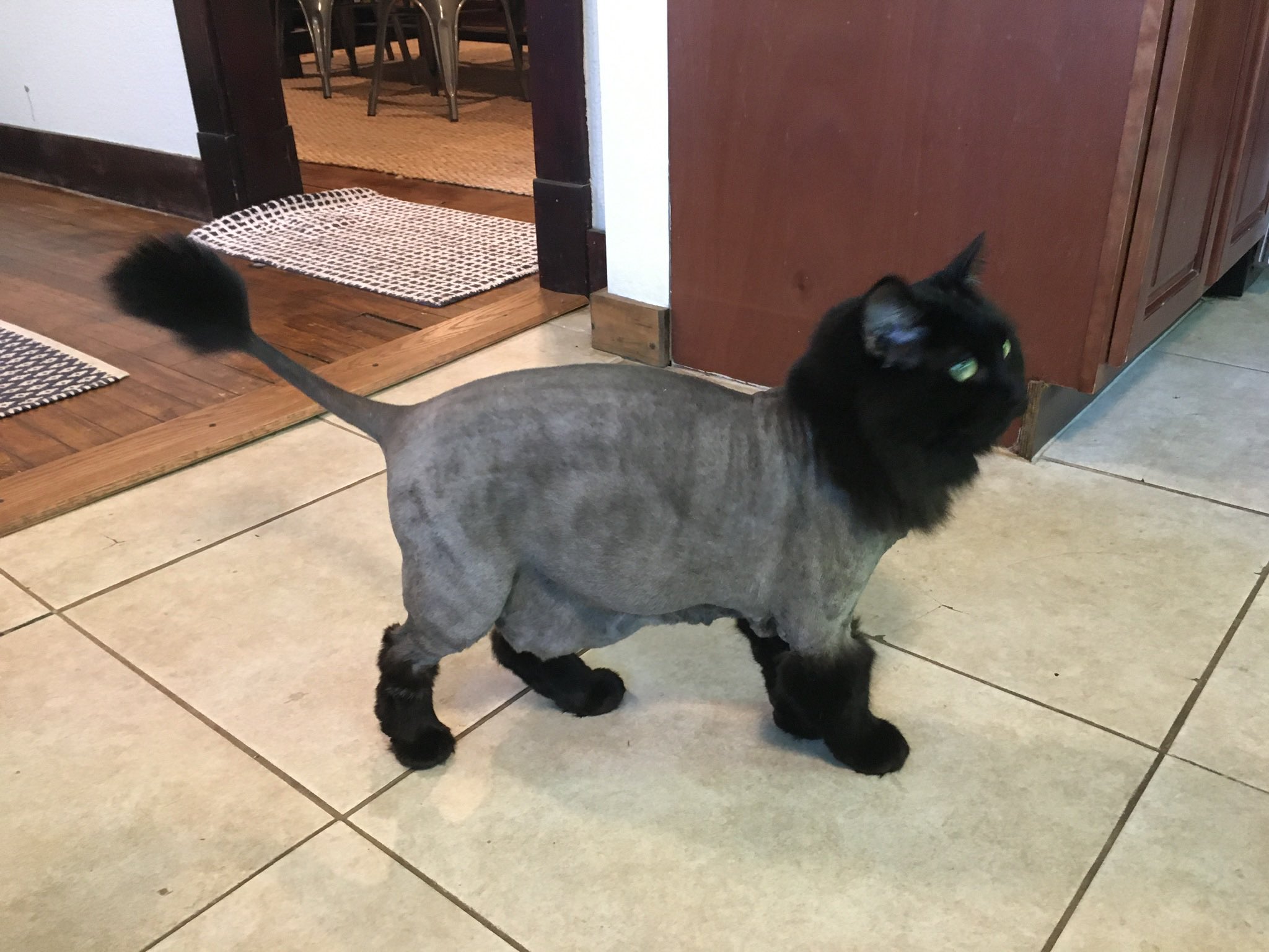 Боб Тейлор стриженный кот