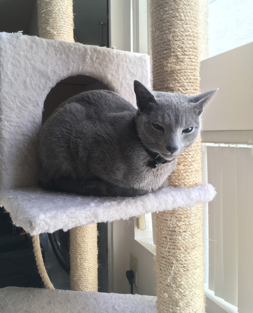 ReallyCuteCats's tweet photo. “Cats are connoisseurs of comfort.”
.
.
.
.
.
#comfortzone #sleepingwholeday #lovesleep #comfortableplace #catslove #loveandaffection https://t.co/qwUVzxCUot https://t.co/M1jpAPNhtK
