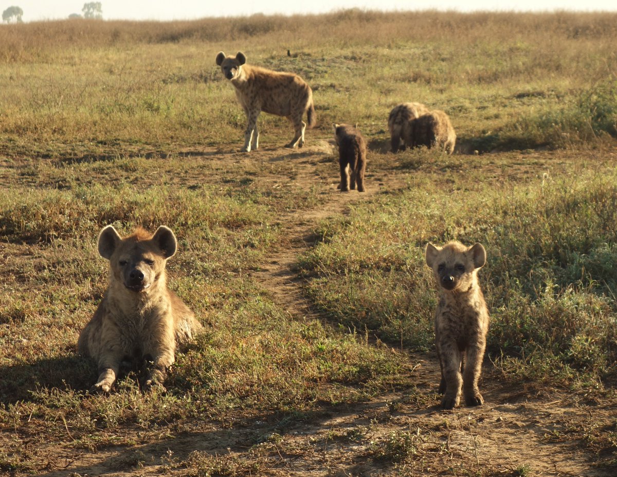 You have to go into collaring with a game plan. Which animal do you want to collar? If not a specific individual, which approximate age & sex, backed by the purpose of your study? For my research I was looking to collar males, but couldn't in all cases.  #TechniqueTuesday