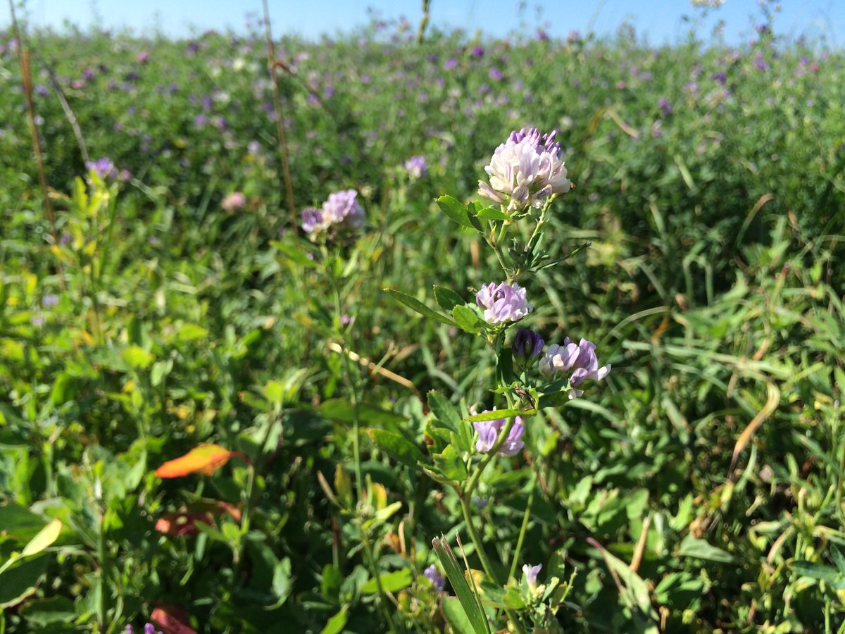 A cool new study published in Organic Agriculture shows that including biodiversity discussions in developing organic systems plans can lead to better biodiversity outcomes: link.springer.com/article/10.100… <a href="/carolyndimitri/">Carolyn Dimitri</a>
