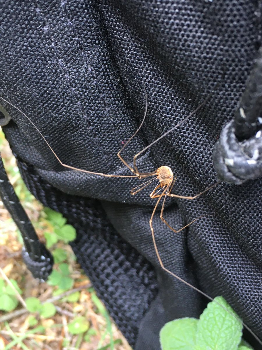 Les deux premières photos sont celles d’un individu du genre Phalangium,très classique et souvent confondu largement à tort avec nos araignées pholques des maisons. Pour la dernière c’est un faucheur épineux (Odiellus spinosus),vous avez l'échelle avec les carreaux de 5mmx5mm 4/6