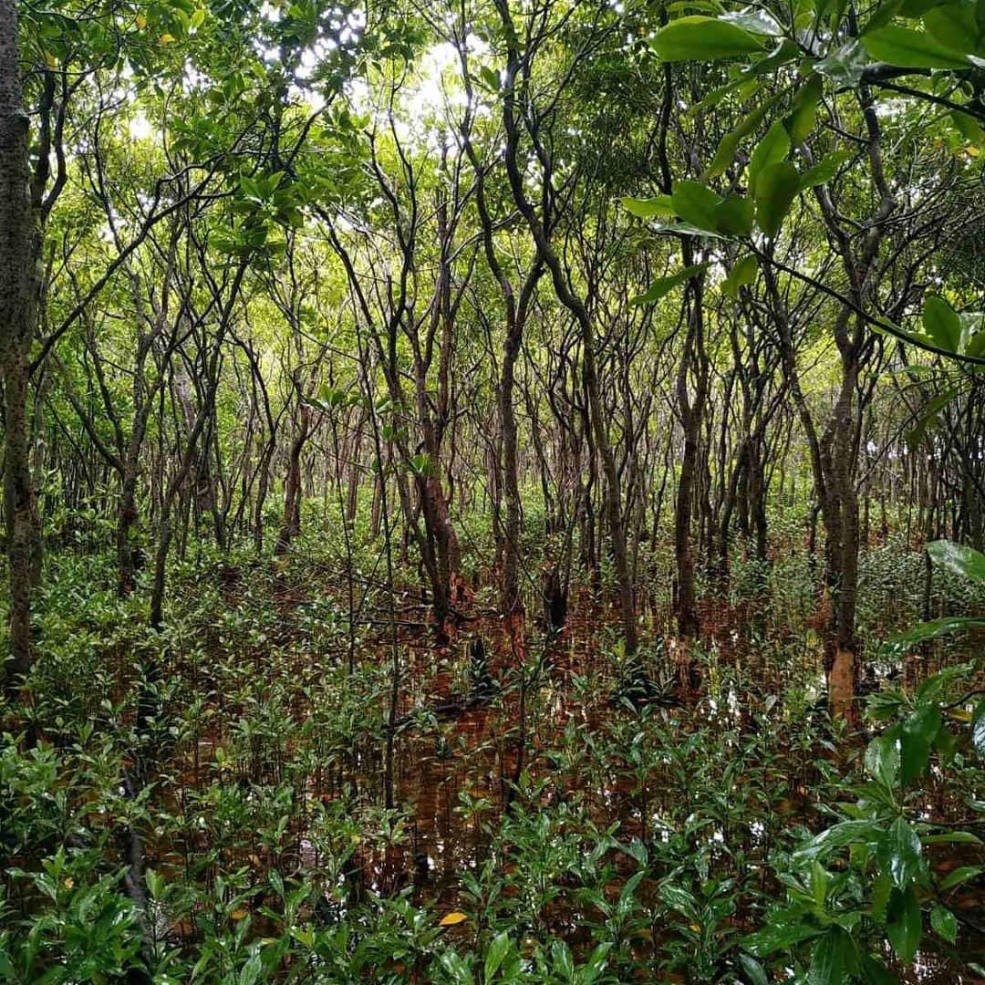 Sh. Feydhoo mangrove is struggling to thrive. According to her observations this started happening 3-4 months back. Both matured n young ones are also dying. Photo 1 shows the current situation while 2 shows how it looked like a month or so back. 
#mangrovesmatter 
Photo: Mus