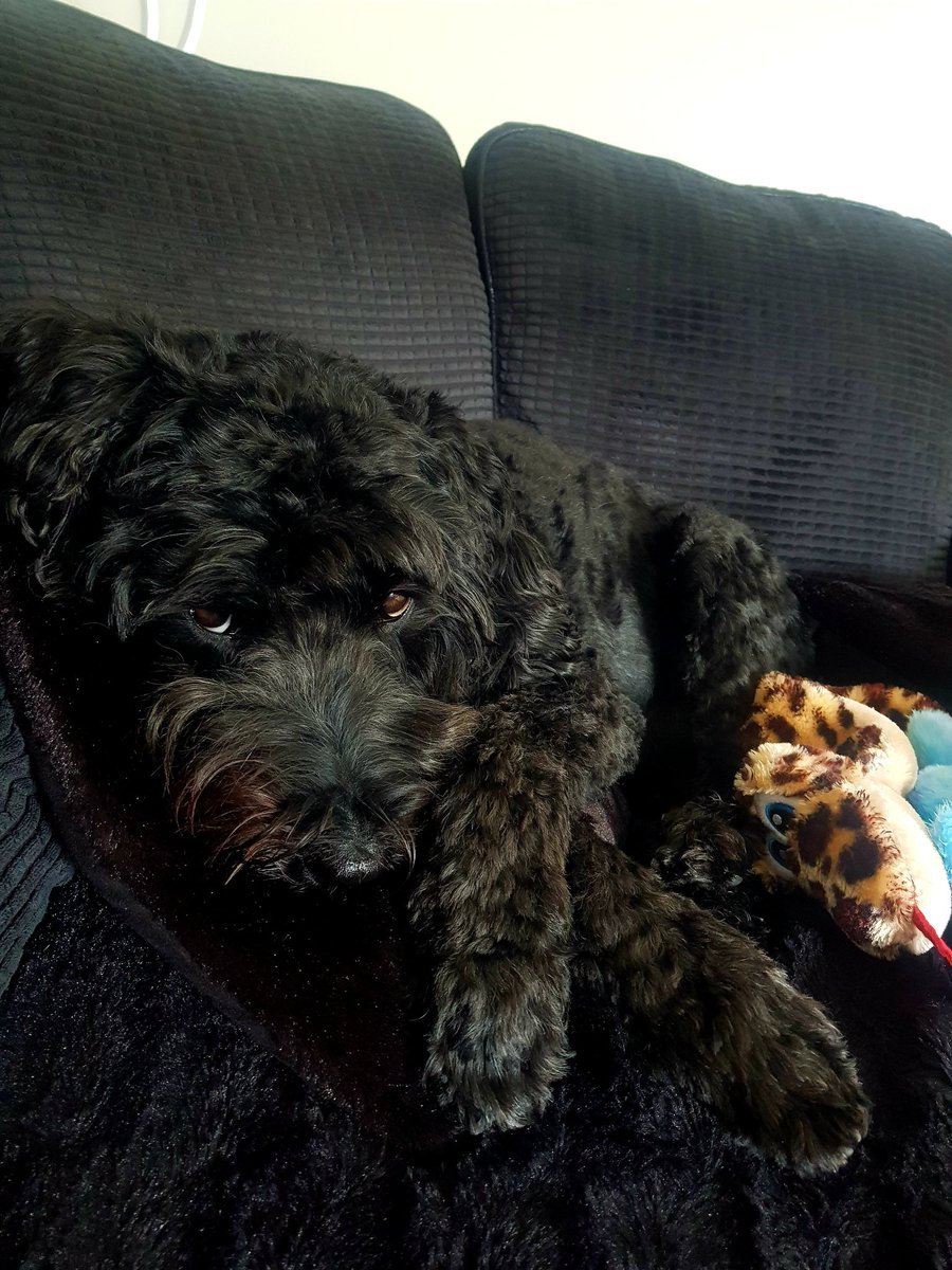 wilmathomson1's tweet photo. Love my doodle #labradoodles #doodle #MyBoy #therapet #unconditionallove https://t.co/Xbe3SZ1oym