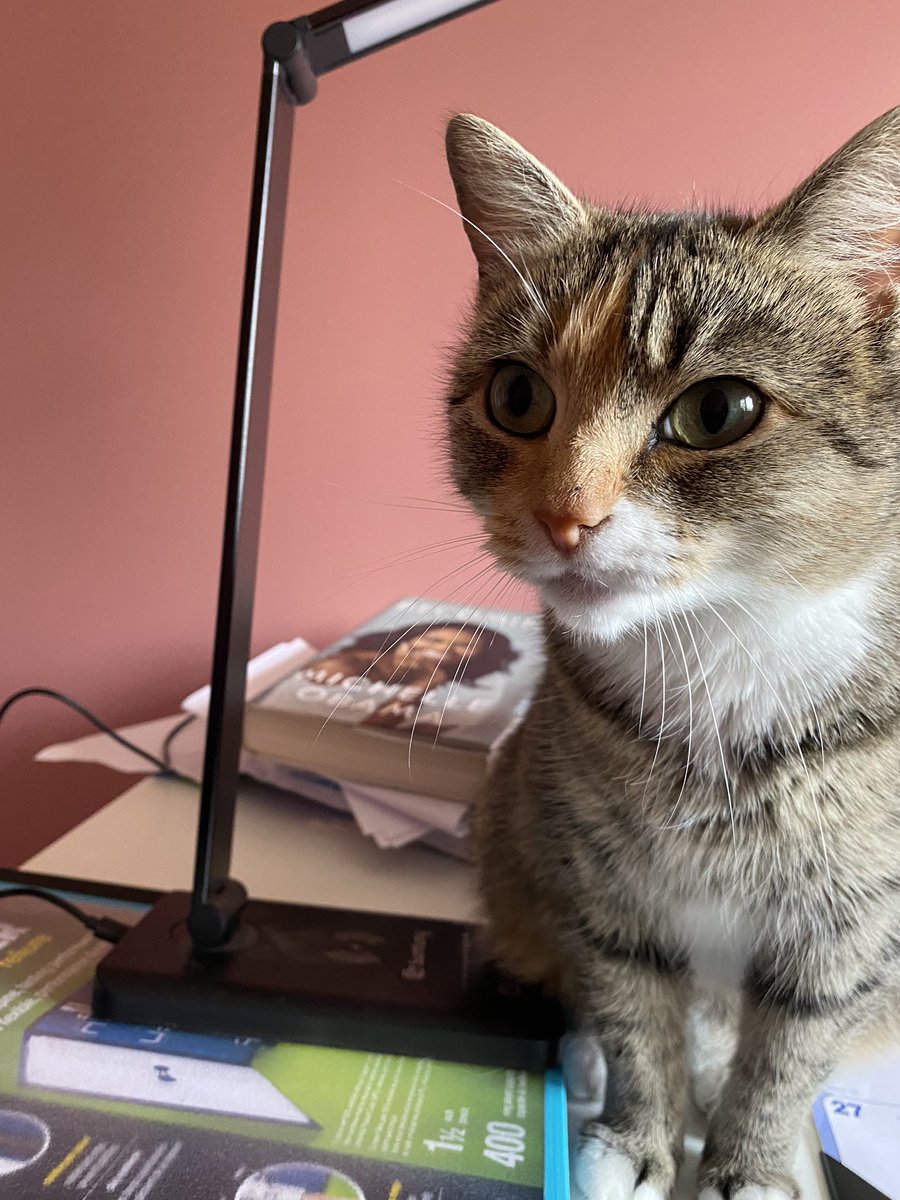LeMoinedan's tweet photo. The cutest little study buddy.
#CatsOfTwitter #studycat #studying #Capebretonuniversity #cbusu https://t.co/GIrHPrFnR8
