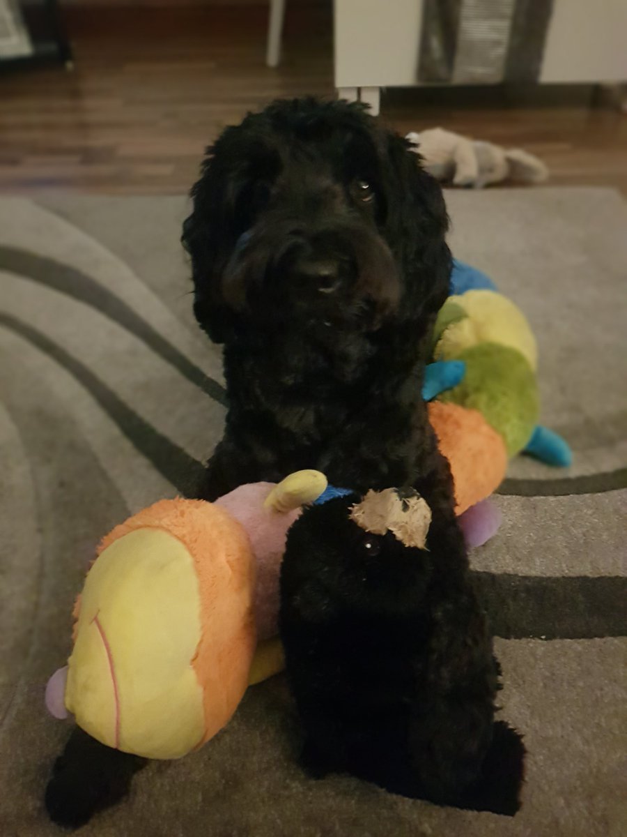wilmathomson1's tweet photo. Love my doodle #labradoodles #doodle #MyBoy #therapet #unconditionallove https://t.co/Xbe3SZ1oym