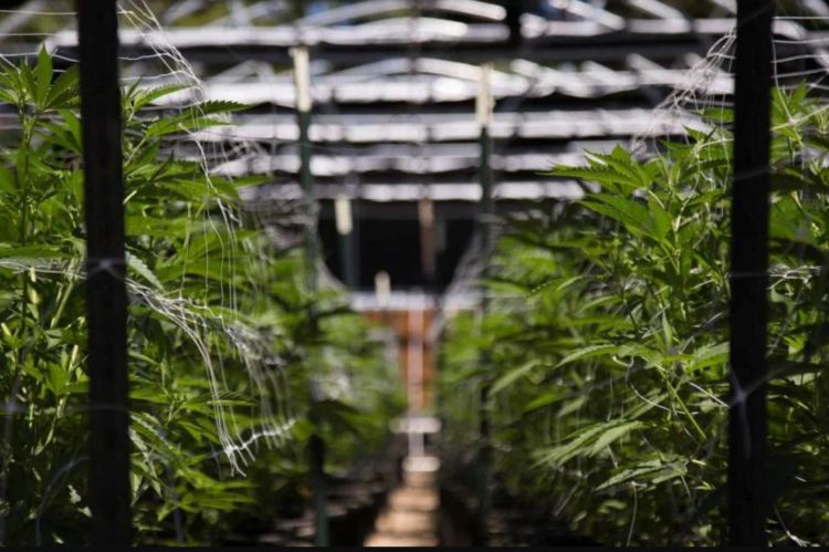 The Bullish Case for Aurora Cannabis Is so Close Yet so Far Away | High Green News buff.ly/35FreWm #highgreennews #cannabiscommunity #cannabisnews #cannabisculture