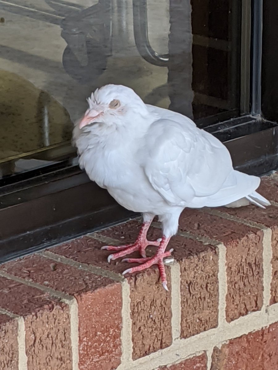 queenoftheL's tweet photo. How fitting that after Reading " The Pigeon Has to Go to School" one actually tried to come in! He passed his temperature check but, alas....no attestation form! 😁 @MidwayDCSNC https://t.co/WyzasYqtj3