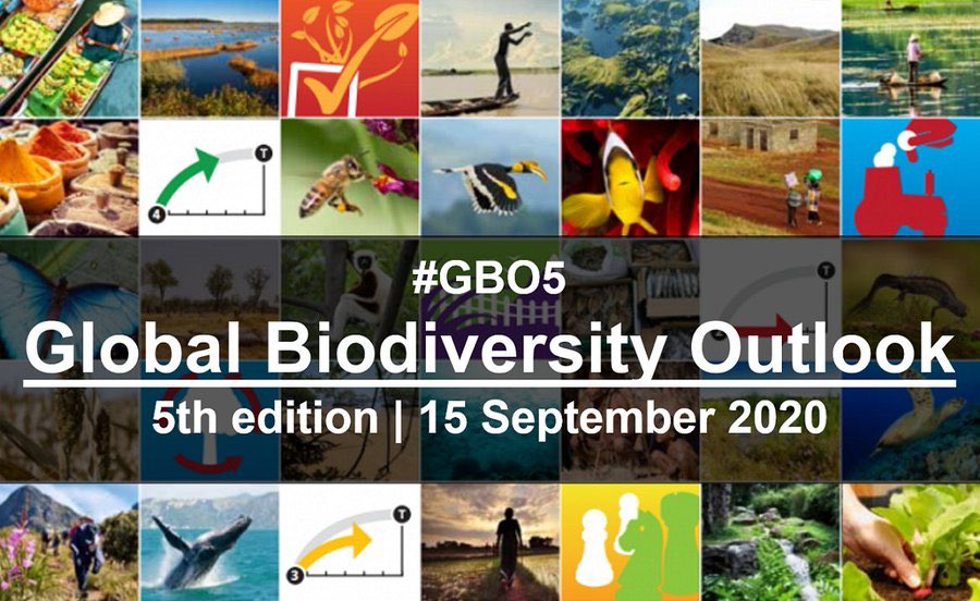 The BAD news? 

Humanity has FAILED to meet ANY of the 20 targets for restoring NATURE and that puts our future at great risk! 

The GOOD news? 

Where people have acted, nature is recovering! 🌈

It’s NOT TOO LATE....BUT we ALL have to ACT NOW! 

RT if YOU are in! 
#GBO5