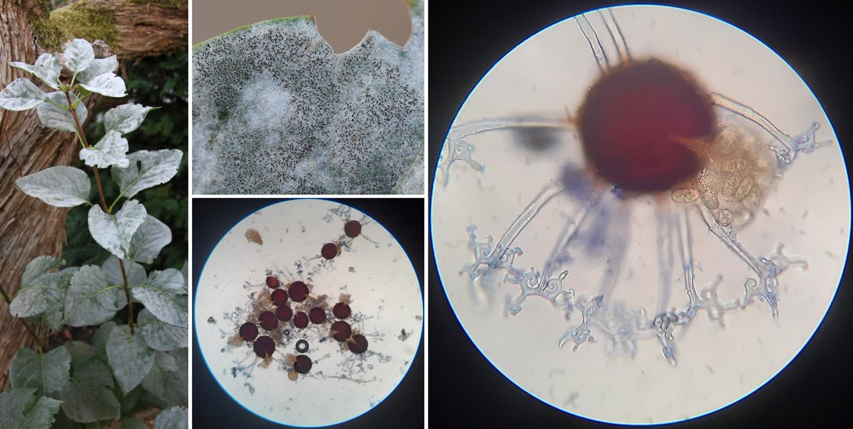 #Mildew on common lilac (#Syringa vulgaris) caused by #Erysiphe syringae-japonicae. Leaves are now covered by thousands of chasmothecia with wonderful branched appendages (my garden 🤗, Les Clayes-sous-Bois, FR).