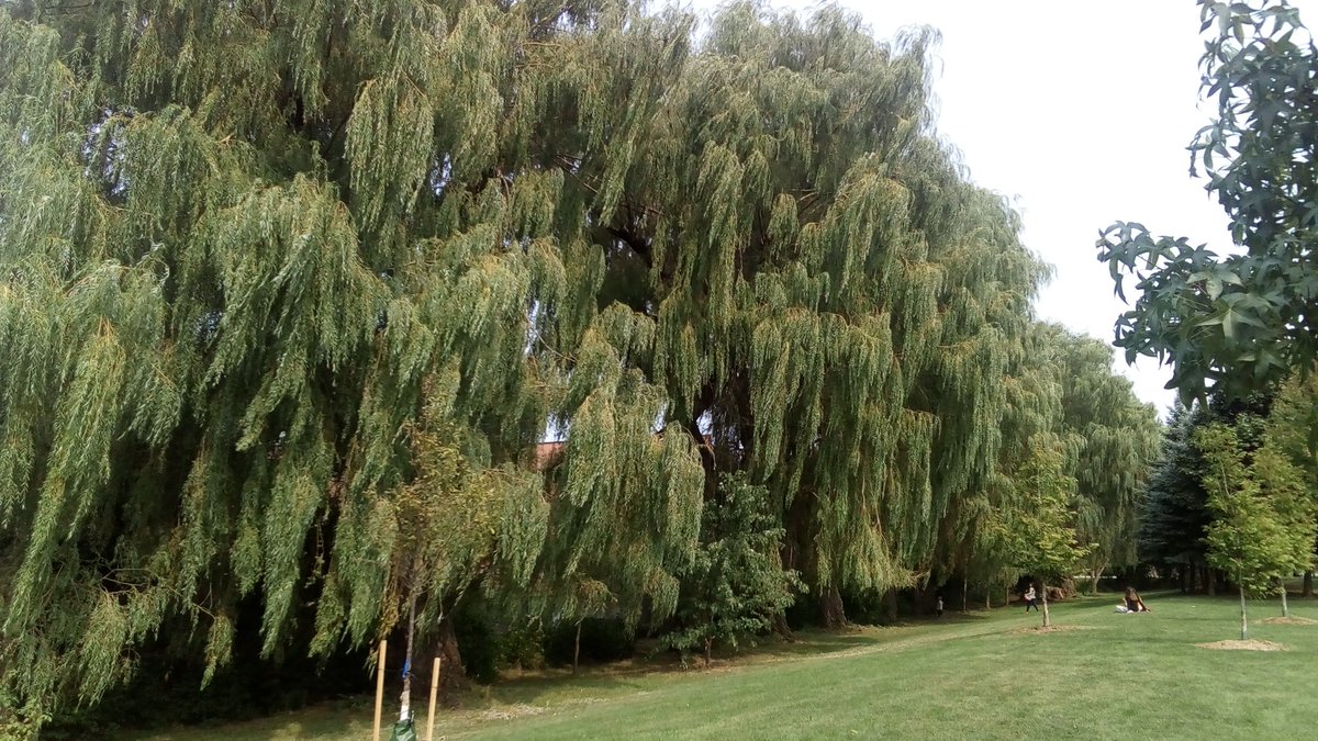 NewGrowthCo's tweet image. Reply with pics of your favourite local trees.  

I love these giant willows.  Can you spot the tiny humanz?