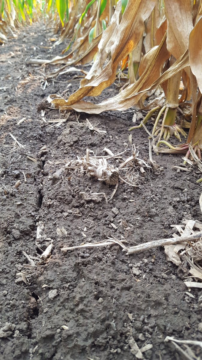 Three months later, you can still see the tracks from #uansidedress. No #drought20 here in Wisconsin.  Right? #TuesdayThoughts #grow20 #agronomistlife #corn #pioneerseed
