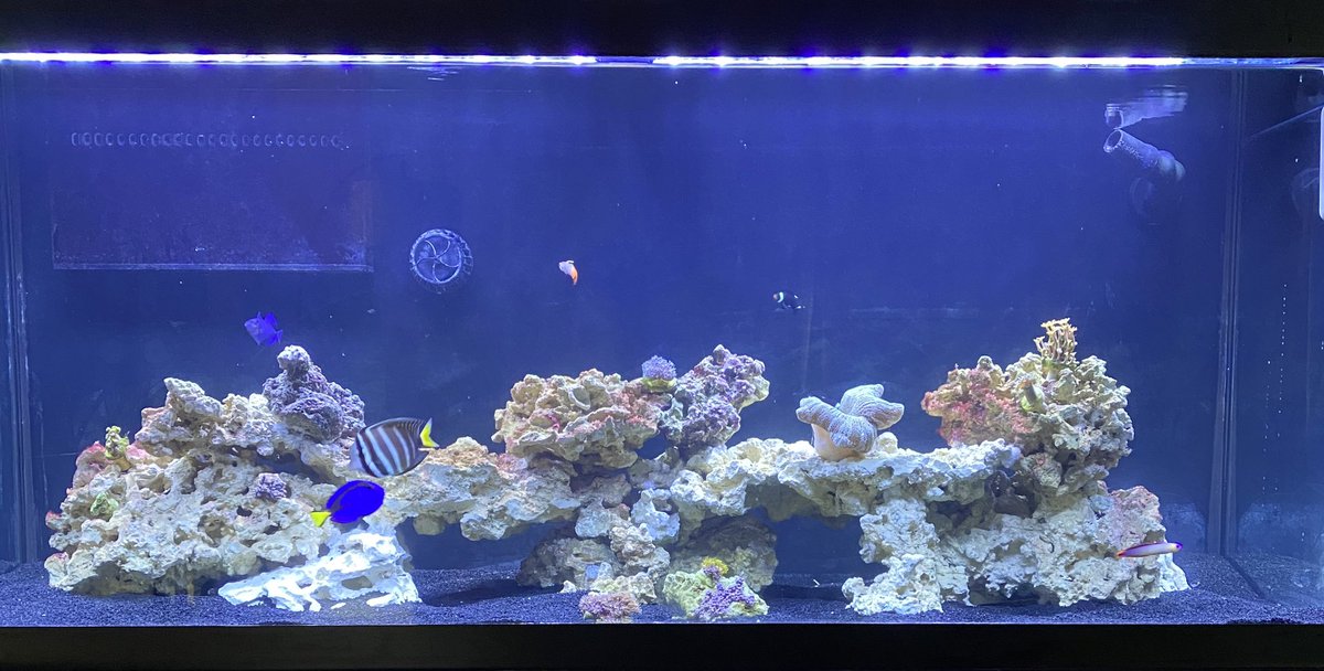 ChrisWayne2010's tweet photo. Tank daddy ayee ayee #tankdaddy #aquarium #marine #saltwater #reeftank https://t.co/FMWFZ4O97t