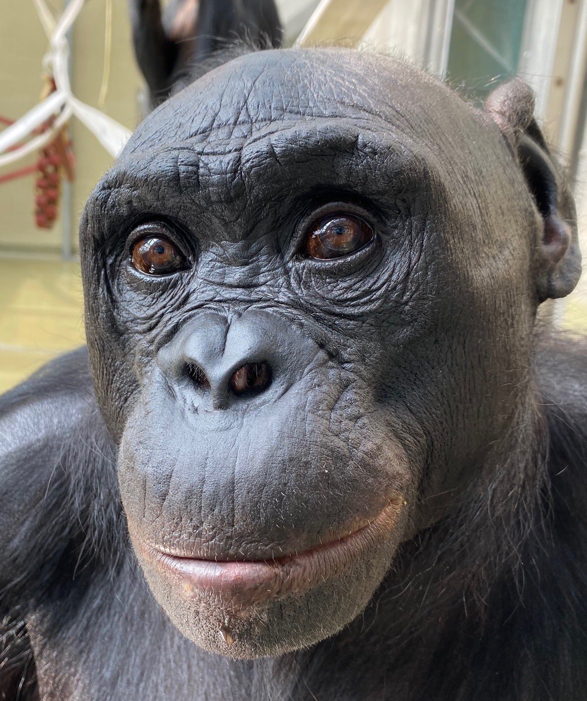 Ape Cognition and Conservation Initiative on Twitter: 