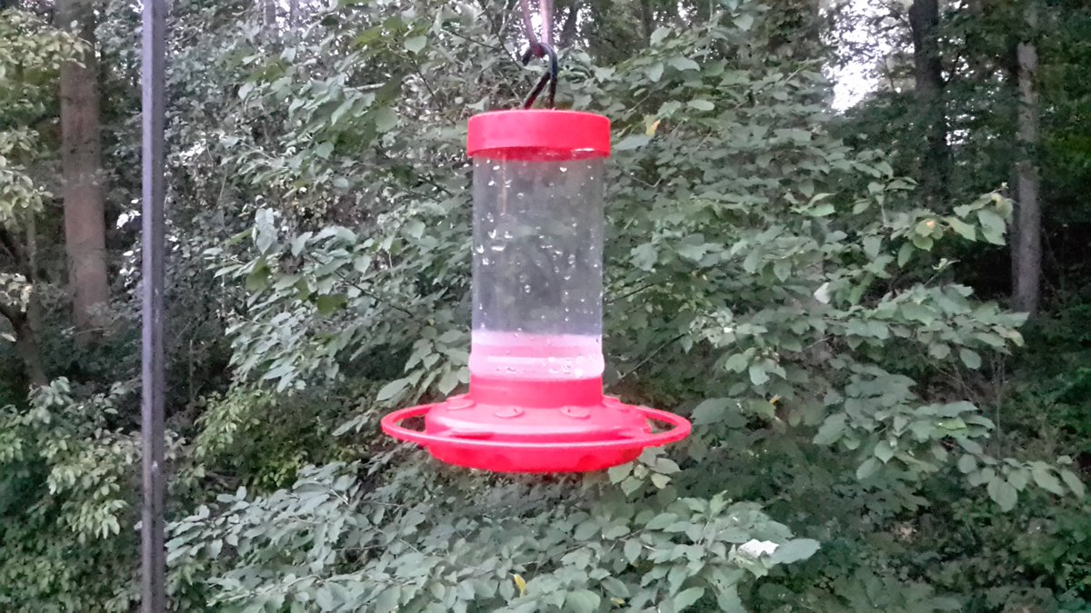 Skibatz's tweet photo. We had a good #hummingbird season; often 8-10 at once.  Recommend #FirstNature feeder prevents ants and #bees 🐝 from getting to #nectar #FallMigration we still see #females daily on their way #south just lovely 💗#birds #cornellfeeders #birdcp #wildlife #nature #tuesdayvibes https://t.co/7ATMSoiacU