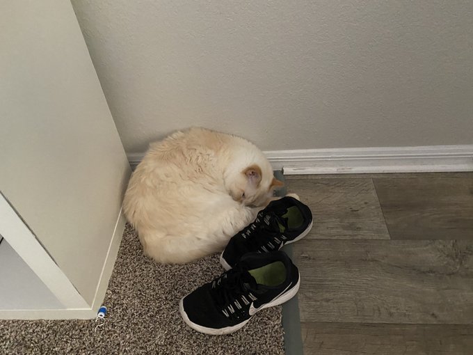 he nappin before his walk https://t.co/XpcPHAWbgb<a href="/tag/onmfc"class="tags"><span>#onmfc</span></a>