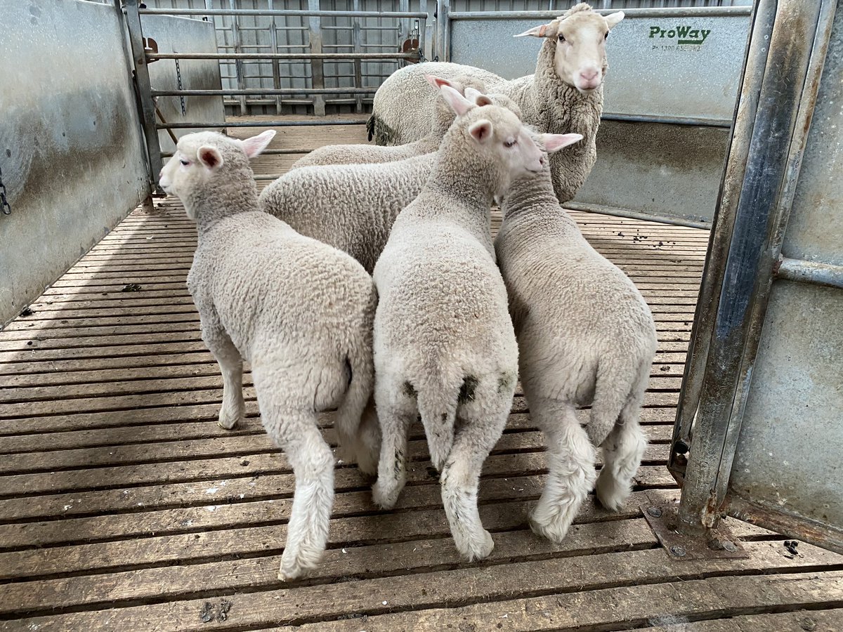 ProBreed's tweet photo. Highlander MPM Merino X lambs courtesy of Gordon Brown, grazed on Balansa Clover at Shelford @neXtgenAgri @BenDuxson @murnongfarming @Murnong_Farming #highlander #primera #highlanderplus #maternalefficiency #asbvs #probreed https://t.co/GPvGePXTRu