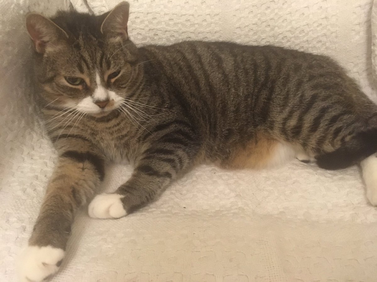 meepimaud's tweet photo. Tiger’s not sure about after we went on holiday. He’s not sure whether to sulk or cuddle. #TigerUpdate https://t.co/SUofR5fkUw