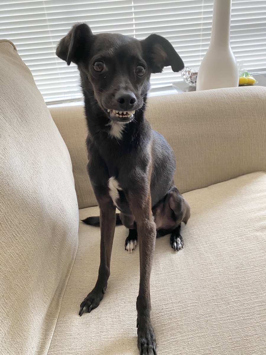 TheSherylKlein's tweet photo. Another day, another smile from #Figaro. This little guy- how can one not feel happy and joy looking at his expressive face! #thesmilingdog 🤣 https://t.co/ew2ff0n8lP