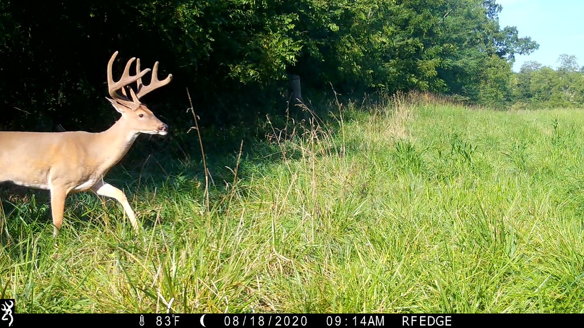 This is one buck that we want to keep our eyes on!

<a href="/BrowningCams/">BrowningTrailCameras</a>

#TrailcamTuesday #browningcameras #youvegottoseethis #browning #trailcameras #gamecam #trophyrock #redmondhunt #rockthehunt #HuntressView #bowhunting