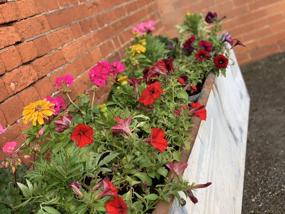 calverhall_in_bloom tweet media