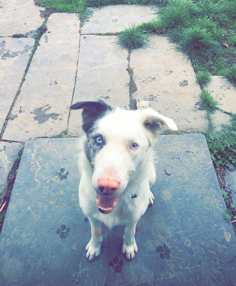 colliesontherun's tweet photo. **MISSING**
(Copied) my dog last seen friday night 11/9 not like him to wonder/totally deaf so can't call for him/keep eye out for him pls.
lives #chwilog near #longoed Any sighting please contact asap! https://t.co/JbsRcCS1NH
@bs2510 @gelert01 @mazzy1412 @Anthony_Bailey_ https://t.co/ZtY9swo5ZK