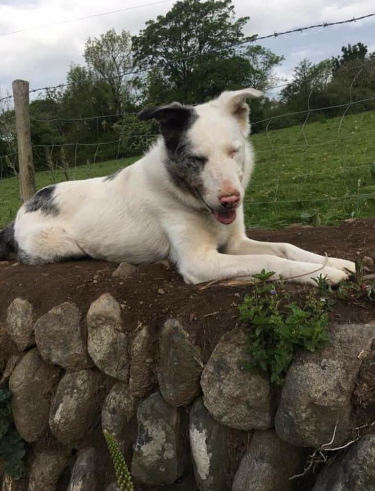 colliesontherun's tweet photo. **MISSING**
(Copied) my dog last seen friday night 11/9 not like him to wonder/totally deaf so can't call for him/keep eye out for him pls.
lives #chwilog near #longoed Any sighting please contact asap! https://t.co/JbsRcCS1NH
@bs2510 @gelert01 @mazzy1412 @Anthony_Bailey_ https://t.co/ZtY9swo5ZK