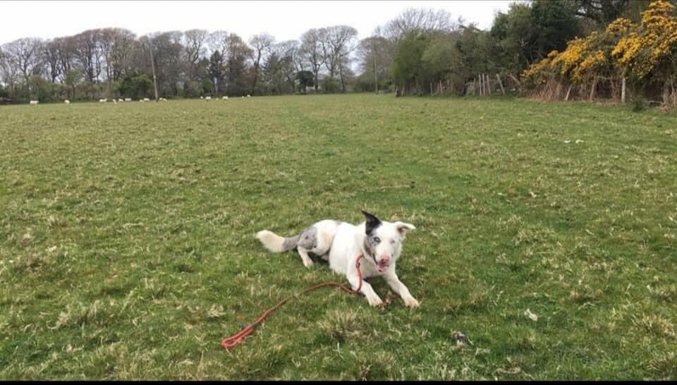 colliesontherun's tweet photo. **MISSING**
(Copied) my dog last seen friday night 11/9 not like him to wonder/totally deaf so can't call for him/keep eye out for him pls.
lives #chwilog near #longoed Any sighting please contact asap! https://t.co/JbsRcCS1NH
@bs2510 @gelert01 @mazzy1412 @Anthony_Bailey_ https://t.co/ZtY9swo5ZK