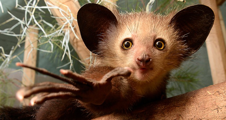the aye-aye! a lemur & the world's largest nocturnal primate. they have very long fingers that they use to tap on trees to draw out grubs - they're one of 2 animals in the world to practice percussive foraging! in many madagascan folk beliefs they're seen as harbingers of evil.