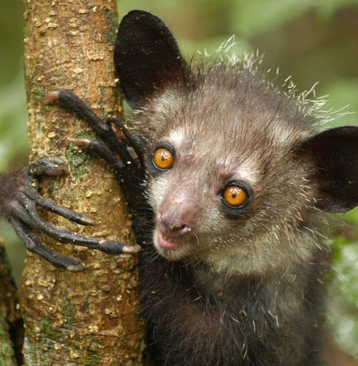 the aye-aye! a lemur & the world's largest nocturnal primate. they have very long fingers that they use to tap on trees to draw out grubs - they're one of 2 animals in the world to practice percussive foraging! in many madagascan folk beliefs they're seen as harbingers of evil.