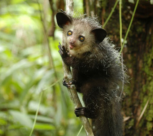 the aye-aye! a lemur & the world's largest nocturnal primate. they have very long fingers that they use to tap on trees to draw out grubs - they're one of 2 animals in the world to practice percussive foraging! in many madagascan folk beliefs they're seen as harbingers of evil.