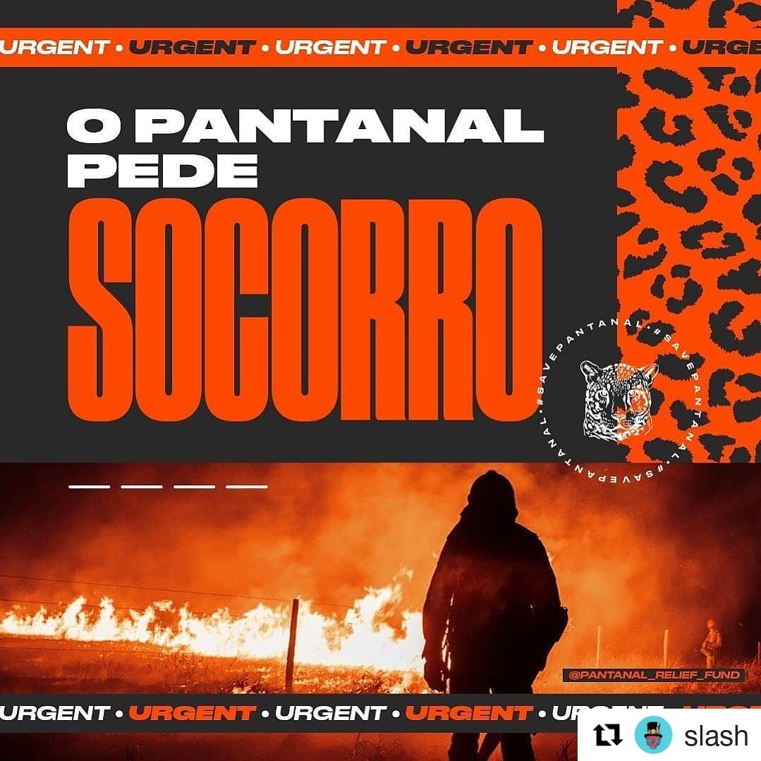 clube_slash's tweet photo. #Repost @Slash (@get_repost)
・・・
#Repost @pantanal_relief_fund 
🇺🇸Donate Now. Link on our BIO
🇧🇷Doe pelo nosso link na BIO
🐆#SavePantanal https://t.co/F4IFd9zxgu
