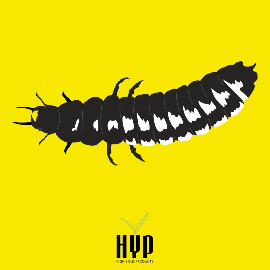 hyproducts's tweet photo. Ground beetles are larger predators that feed on common pests such as ants, aphids, caterpillars, maggots, slugs, and worms. Some ground beetles eat as much as four times their own body weight in prey daily. 

Learn more: https://t.co/oqmVb72U2e https://t.co/FHj57qsqrA