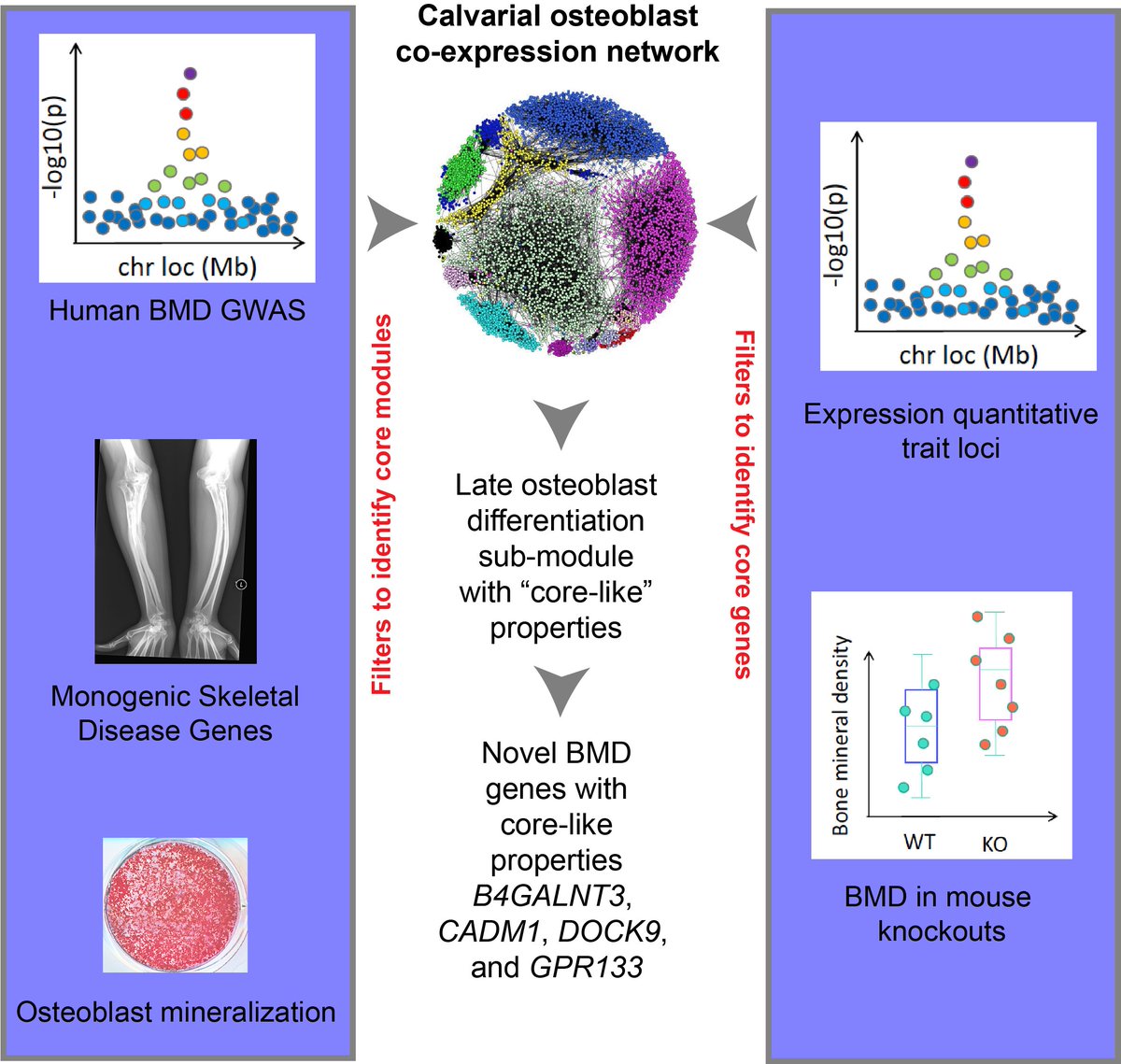 New paper from the lab integrating networks and bone mineral density GWAS cell.com/cell-reports/f…. Great effort from @oliviasabik (<a href="/UVA/">UVA</a>), Gina Calabrese (<a href="/UVA/">UVA</a>), Eric Taleghani (<a href="/UVA/">UVA</a>), and Cheryl Ackert-Bicknell (@CUOrthoResearch)