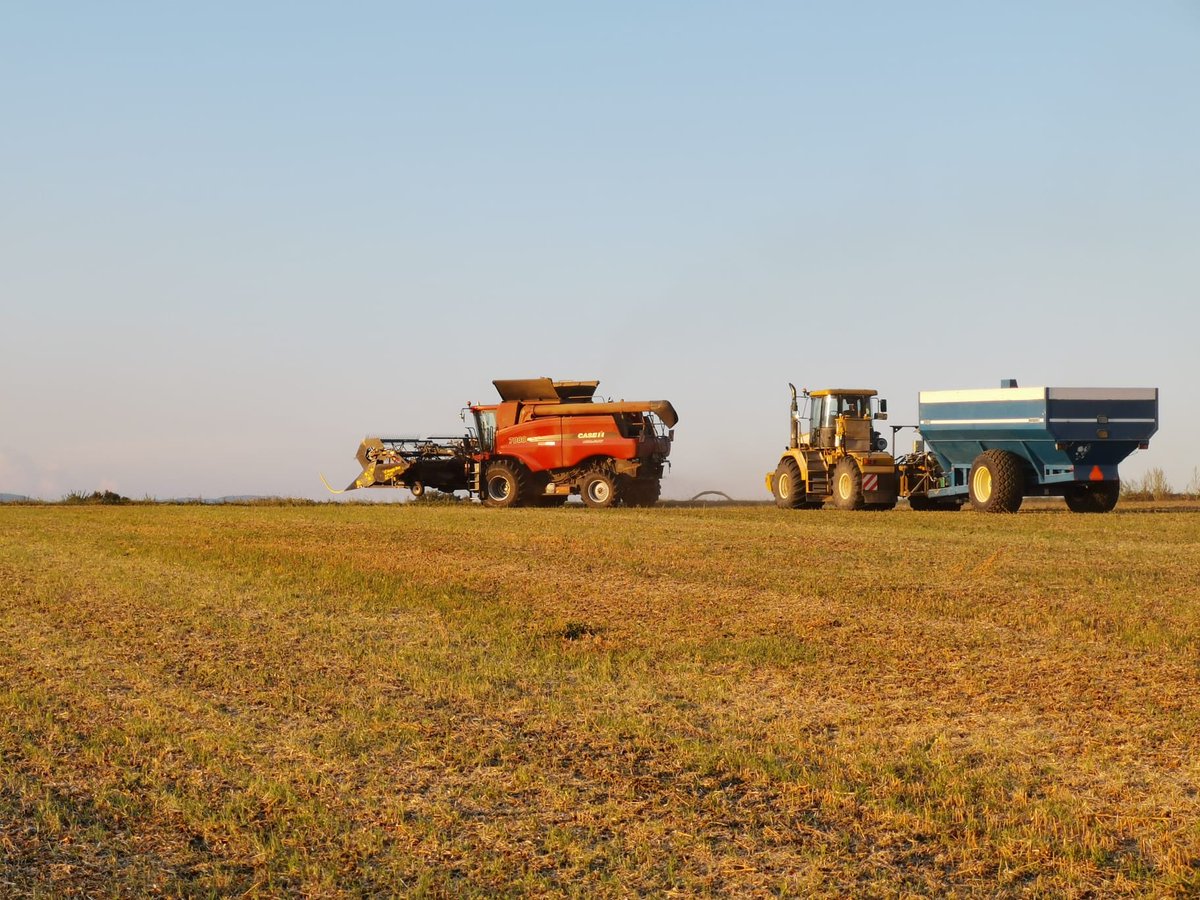 valm2244's tweet photo. Moisson du soja #ACS en cour dans le #territoiredebelfort 🌞👨‍🌾@OriaAgriculture @HoneyBeeMfg @Kinze https://t.co/XBl3R15C3T