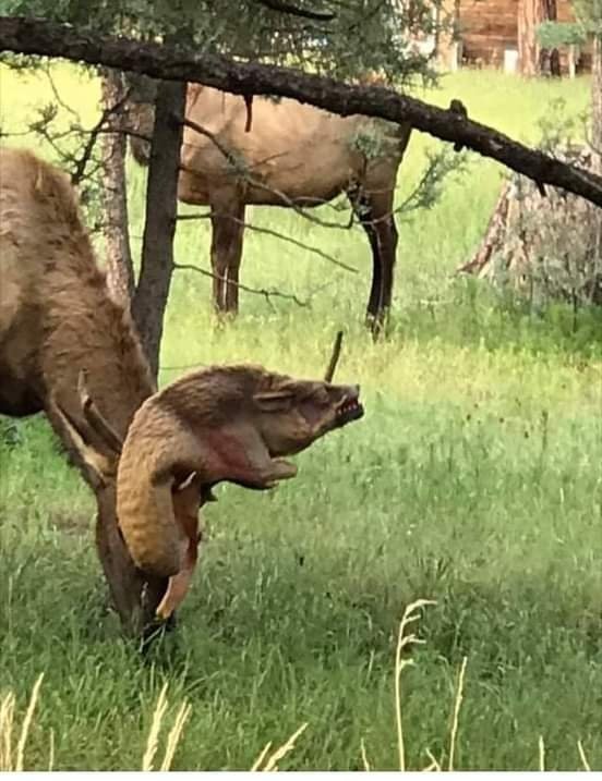 A coyote found out three hard way to not cross a bull elk, apparently.
