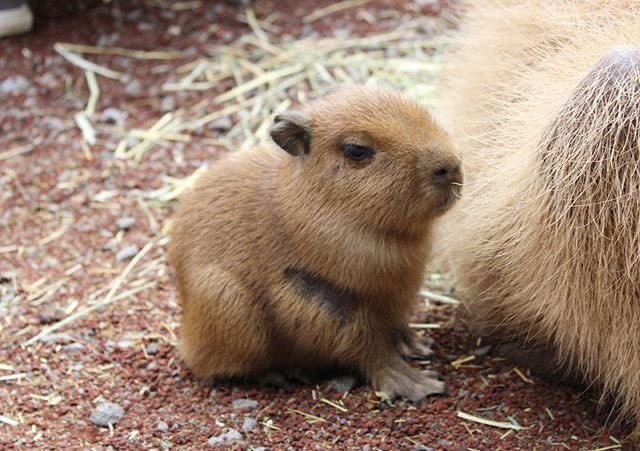 CAPYBARA_MAN's tweet image. Baby capybaras are just the cutest 🥺🥰😍