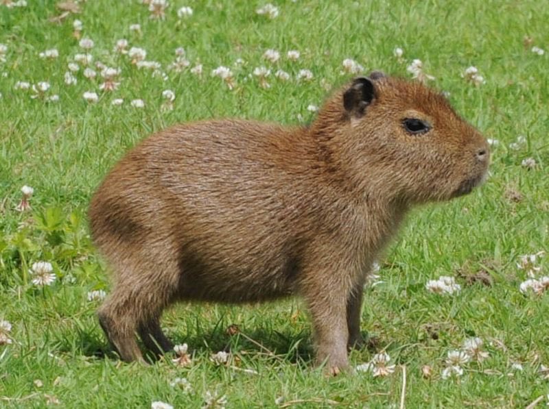 CAPYBARA_MAN's tweet image. Baby capybaras are just the cutest 🥺🥰😍